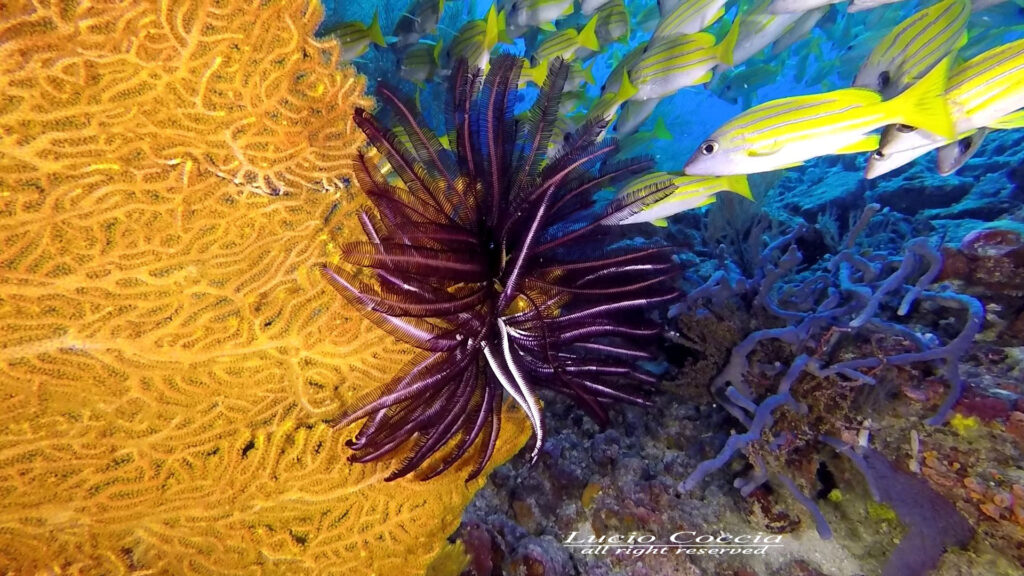 Lutianidi- Gorgonie - Crinoidi copyright 120