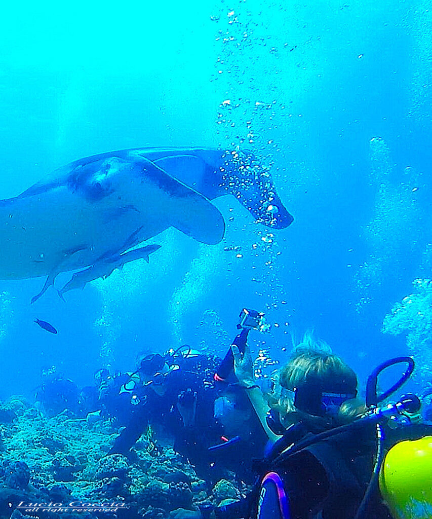 Manta - Maldive 060719