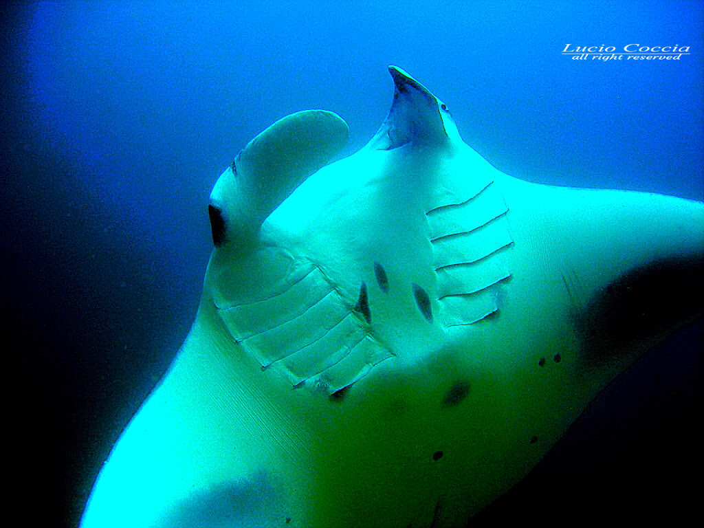 Manta Maldive 080719