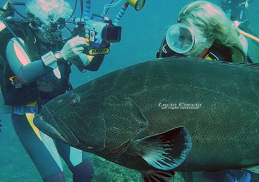 Mare Caraibico - Cernia e Modella Copyright