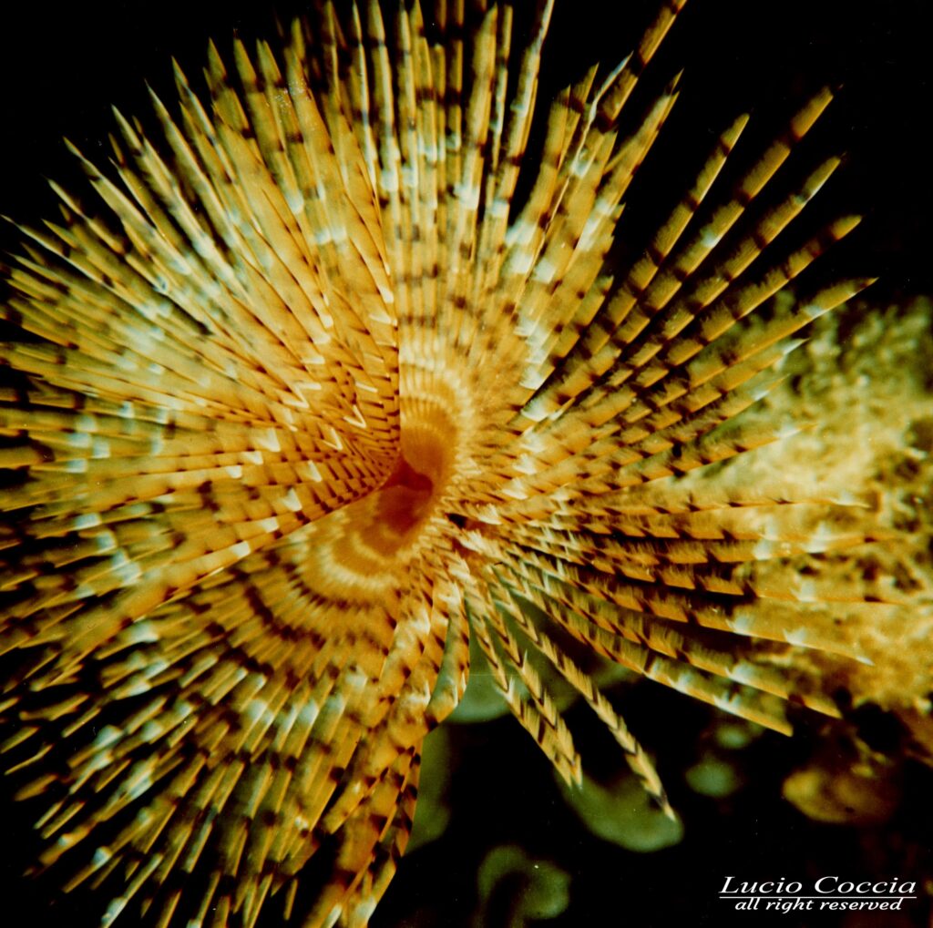 Mediterraneo - Anellidi - Spirographis Spallanzani 01